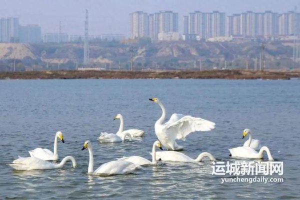 九游体育app官网用镜头捕捉天鹅的优雅顿然-九游会体育 ag九游会登录j9入口 j9九游会登录入口首页