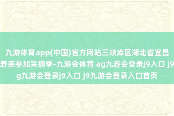 九游体育app(中国)官方网站三峡库区湖北省宜昌市秭归县大山深处的野茶参加采摘季-九游会体育 ag九游会登录j9入口 j9九游会登录入口首页